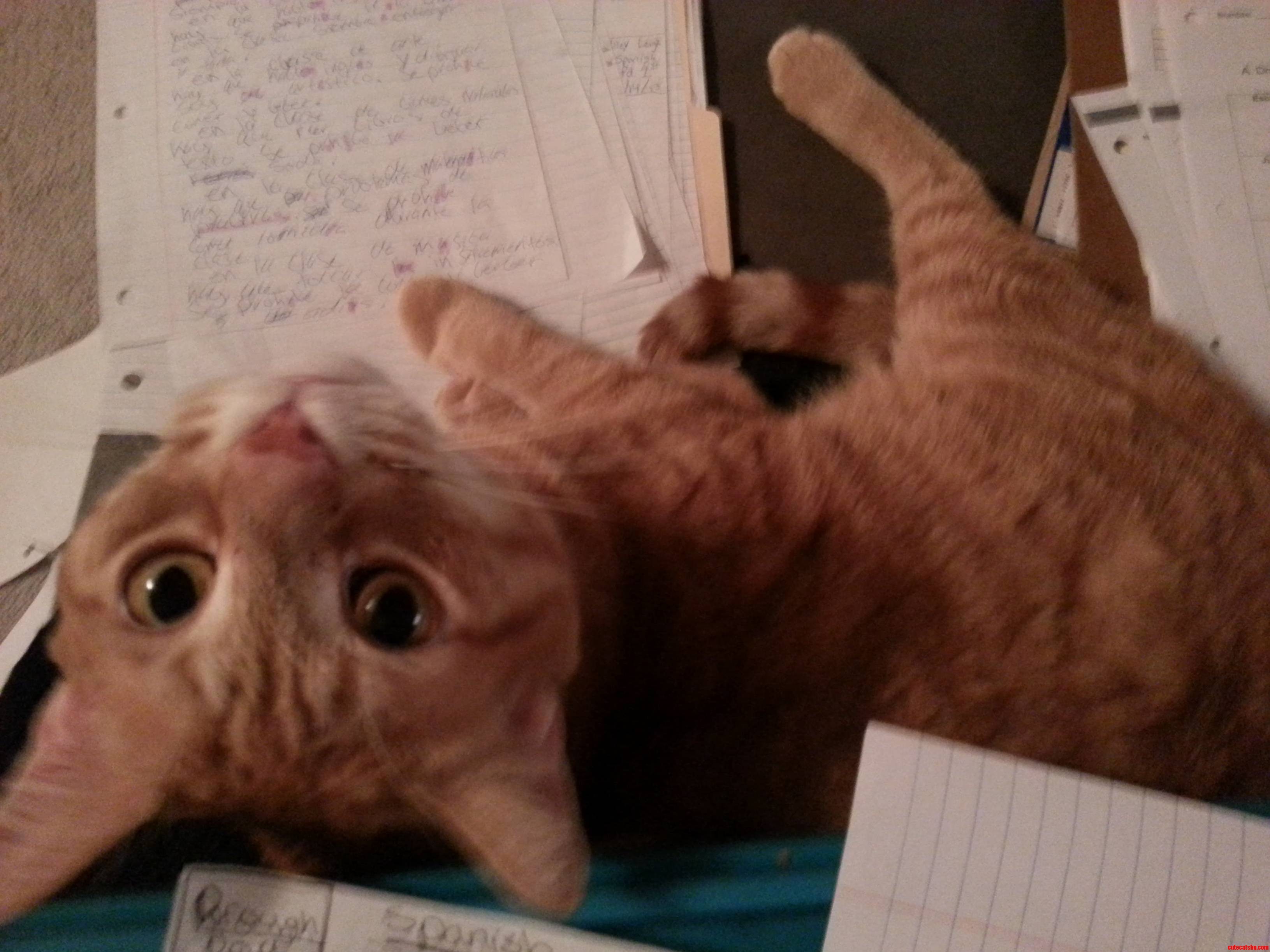 Grading Helper