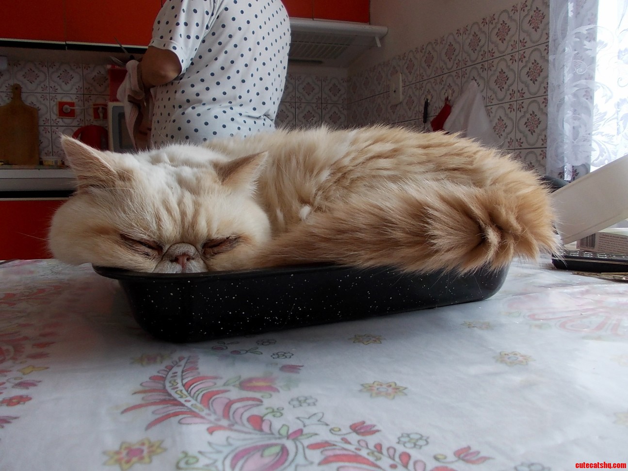 Grandmas Cat and His Favorite Spot