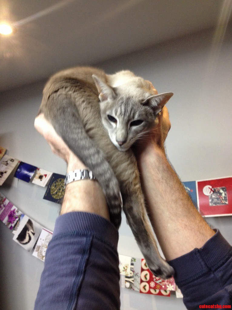 Half a Cat...