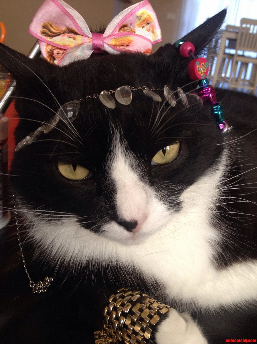 Hambuster Got a Makeover He Purred the Whole Time.