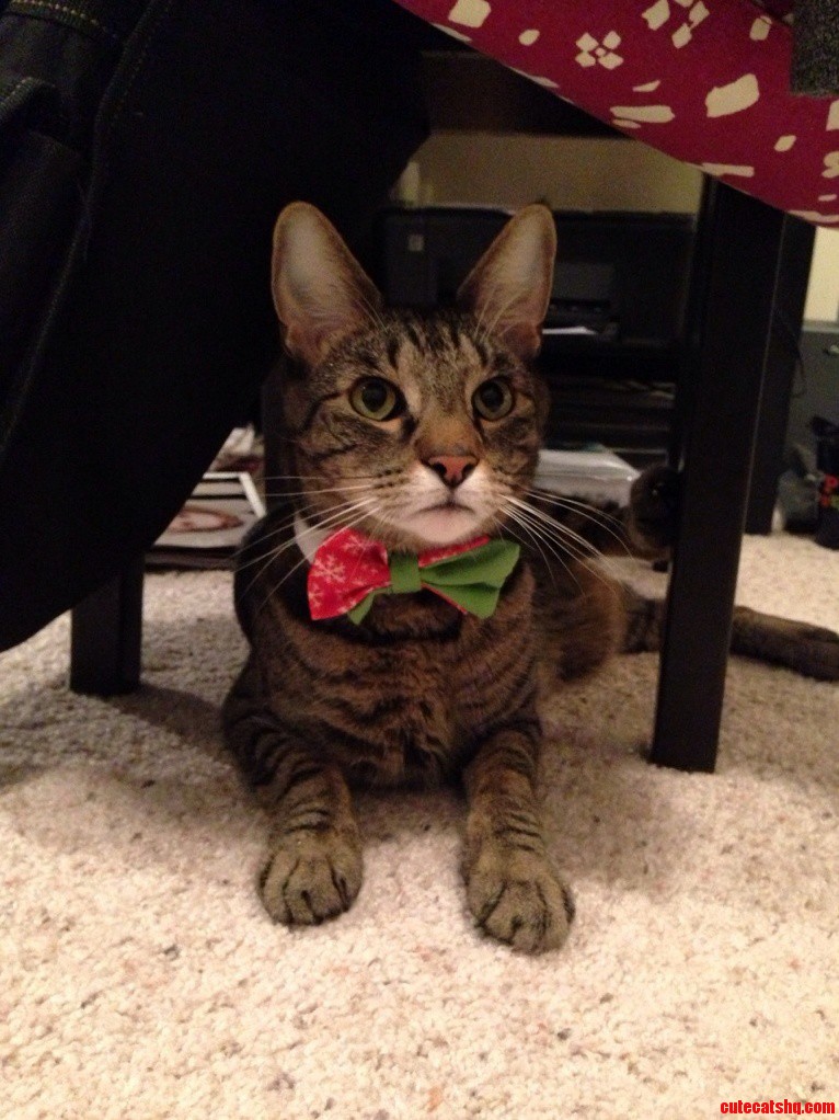 Handsome Boy