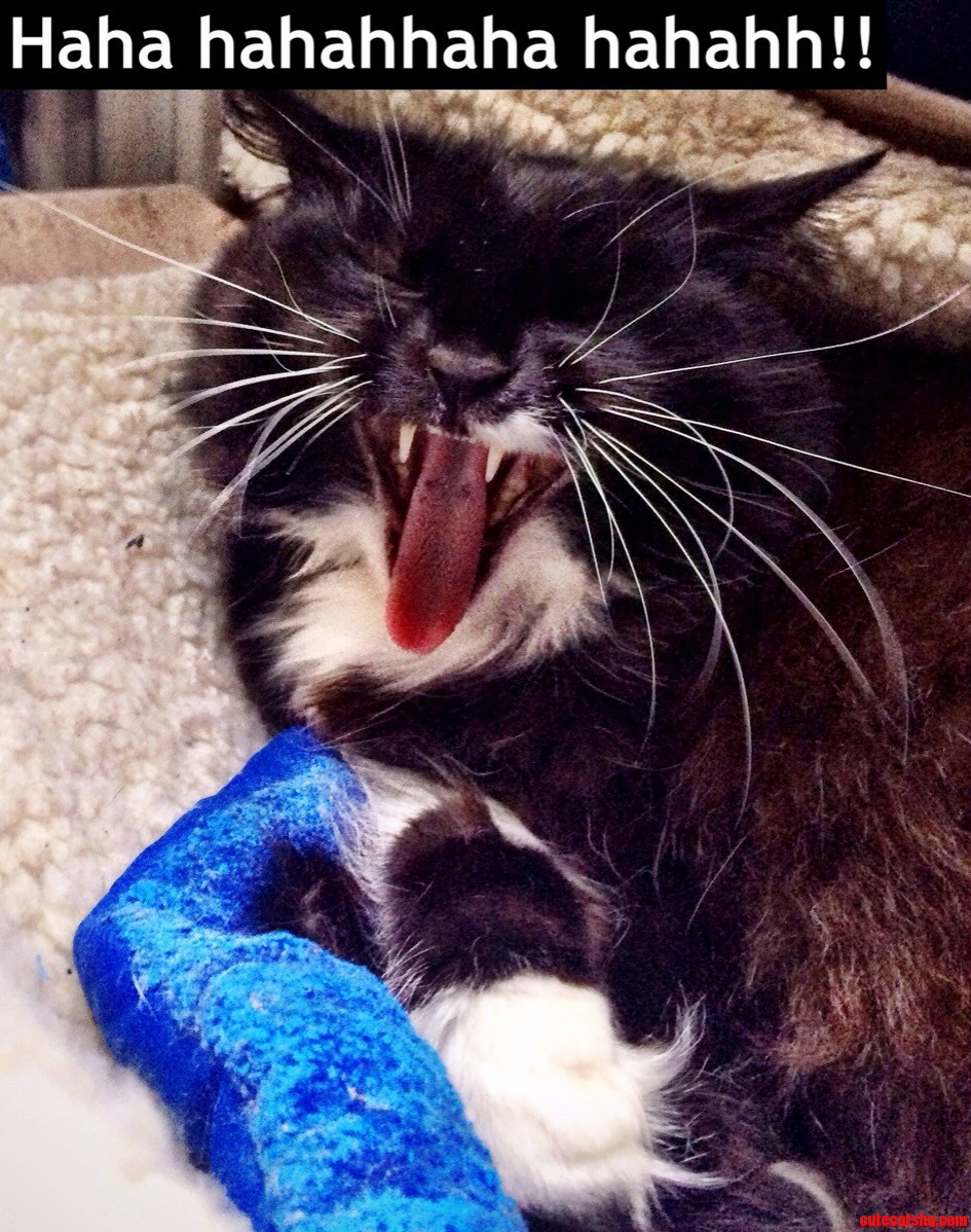 Happy Cat