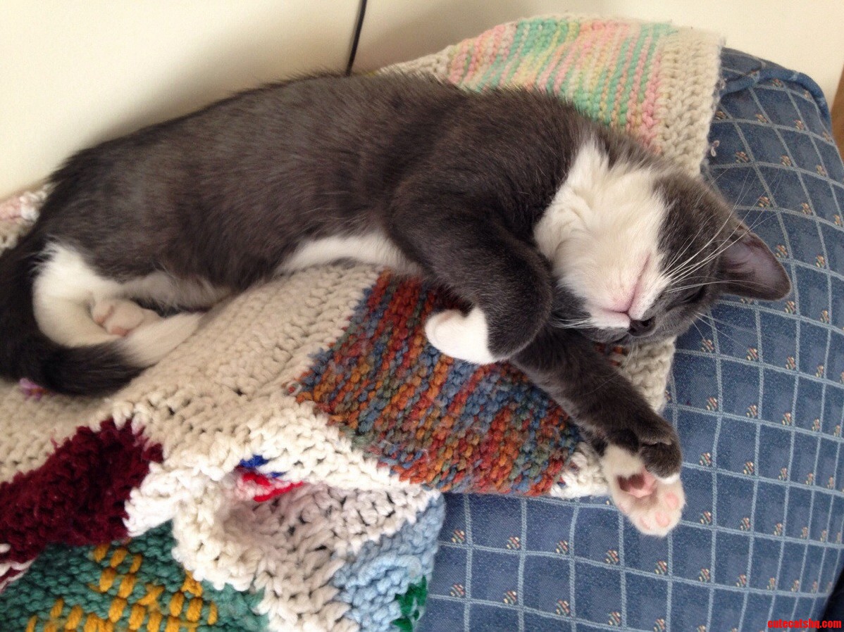 He Came to My Live at My House During the Storm. Meet My New 4 Month Old Polydactyl Hercules.
