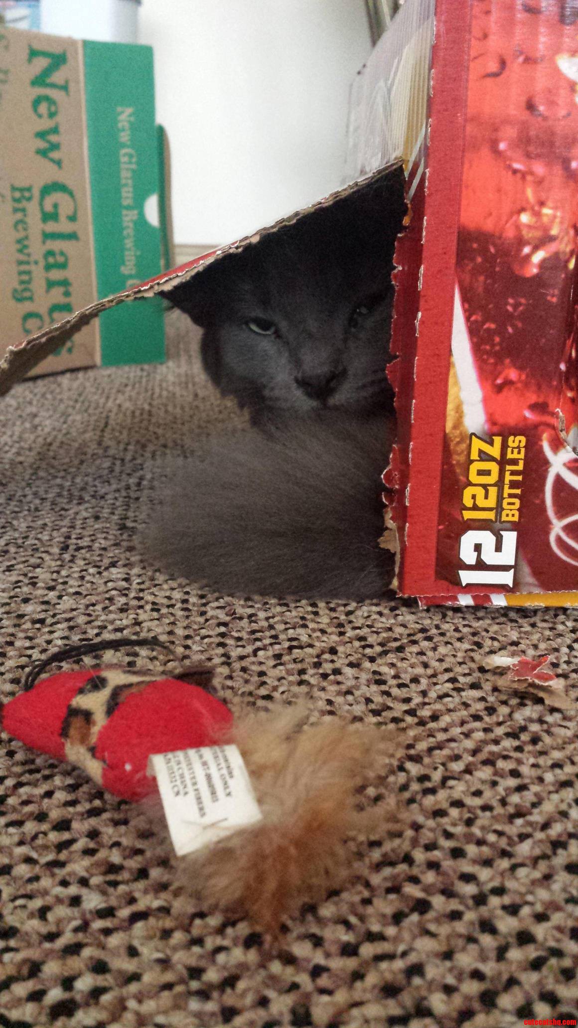 He Does Not Like Being Interrupted During Box Time.