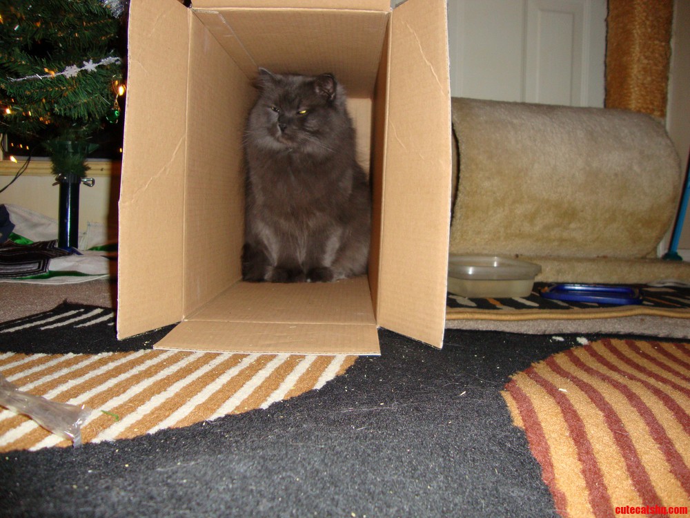 He Is the One Cat That Doesnt Like Boxes...i Had to Stuff Him in There...he Was Not Amused to Say the Least.