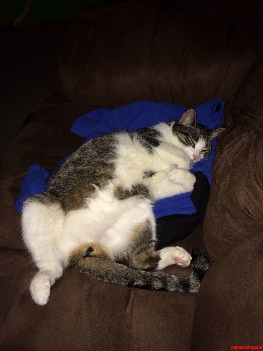 He Loves to Sleep on My Shirts