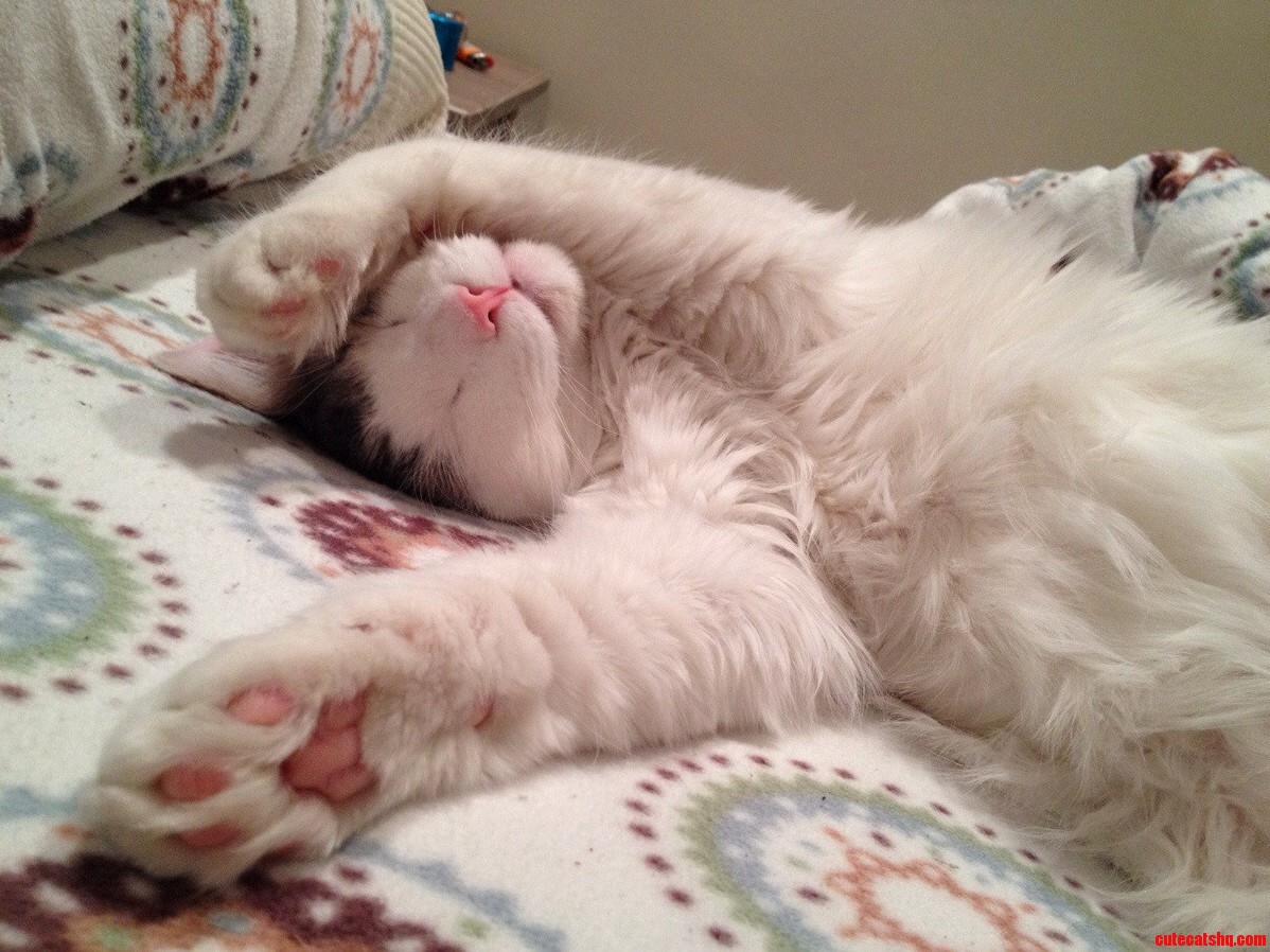 He Sleeps in the Most Dramatic Poses