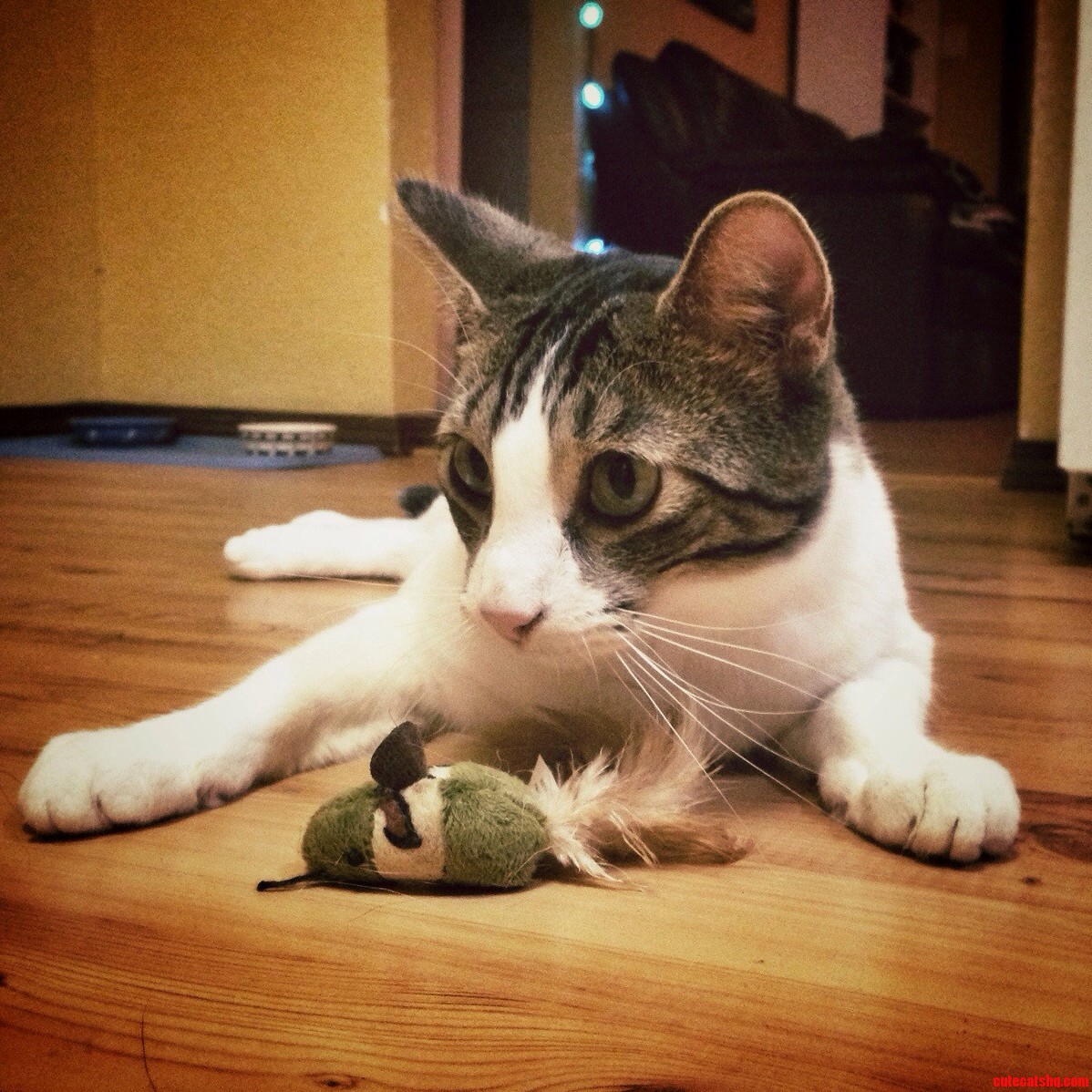 He Wont Let His Christmas Toy Out of His Sight.