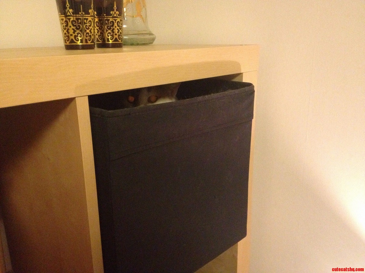 Heard a Rumbling Noise from the Bedroom This Is What I Found.