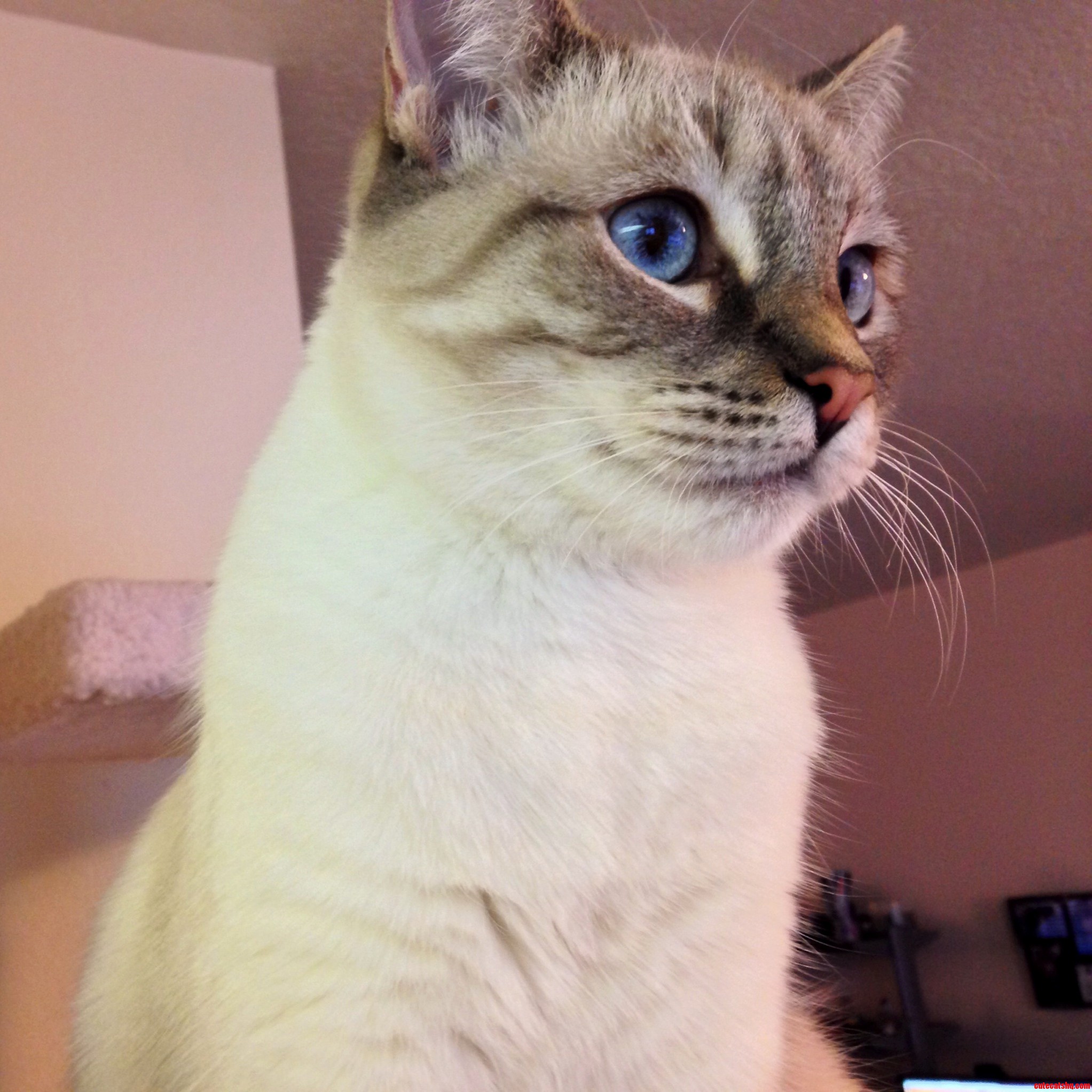 Her Eyes Look Like Opals