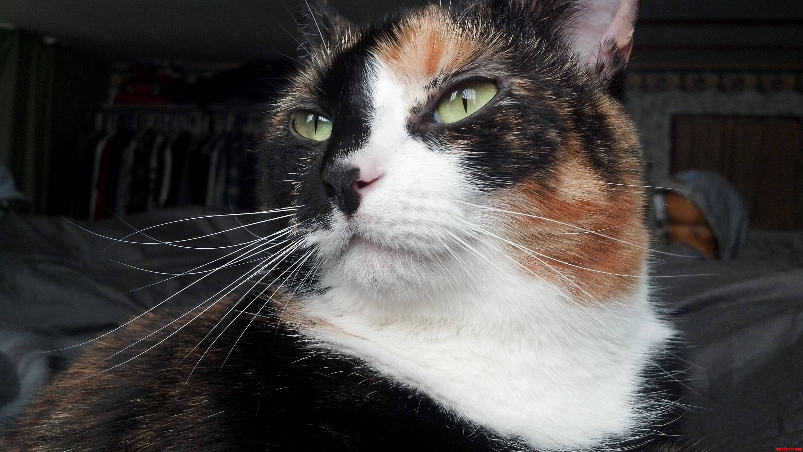 Her Whiskers Are Looking Exceptionally Long Today.