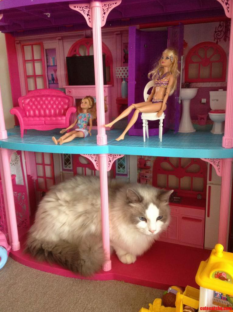 Hes a Barbie Girl in a Barbie World.