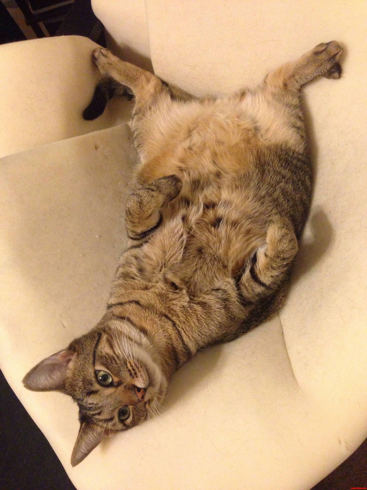 Hes Feeling Fat and Sassy.