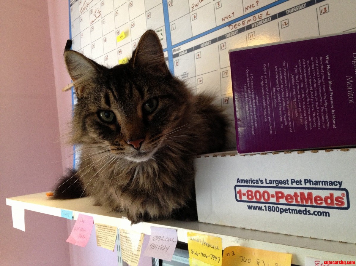 Hes Pretty Smart and Really Kind of an Attention Hog
