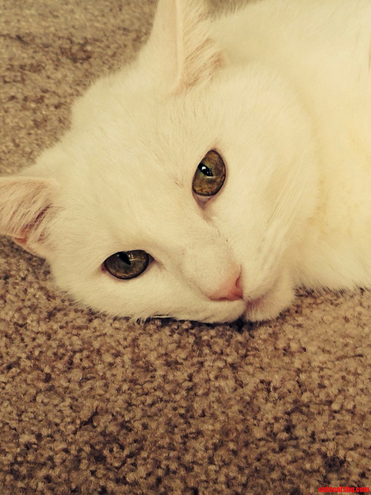 Hi