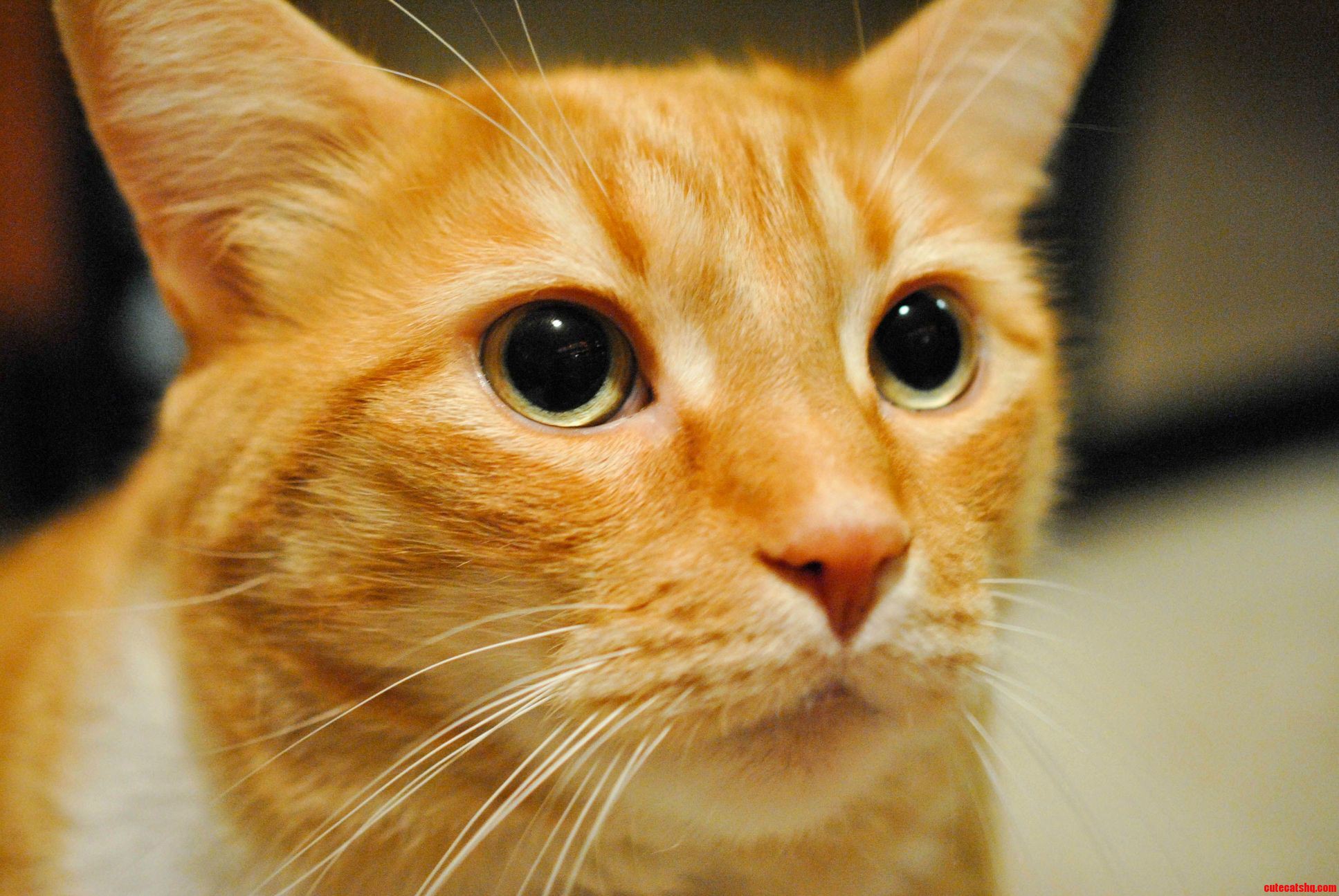 His Pupils Are Always So Huge