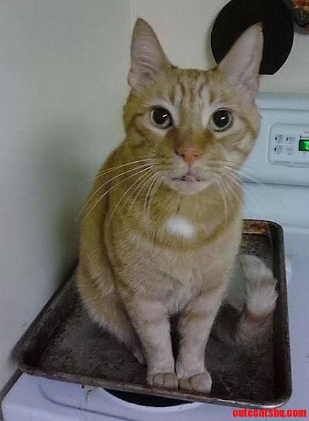 How My Cat Greeted Me This Morning. Just Add Sea Salt...