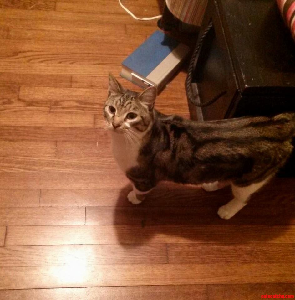 I Brought a Stray in from the 10 Degree Weather Tonight