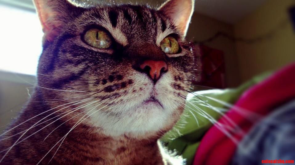 I Cant Get Over My Cats Eyes. Shes Gorgeous.