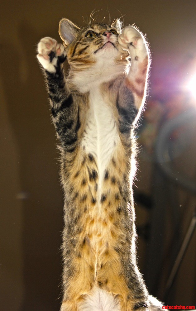 I Canz Do Human