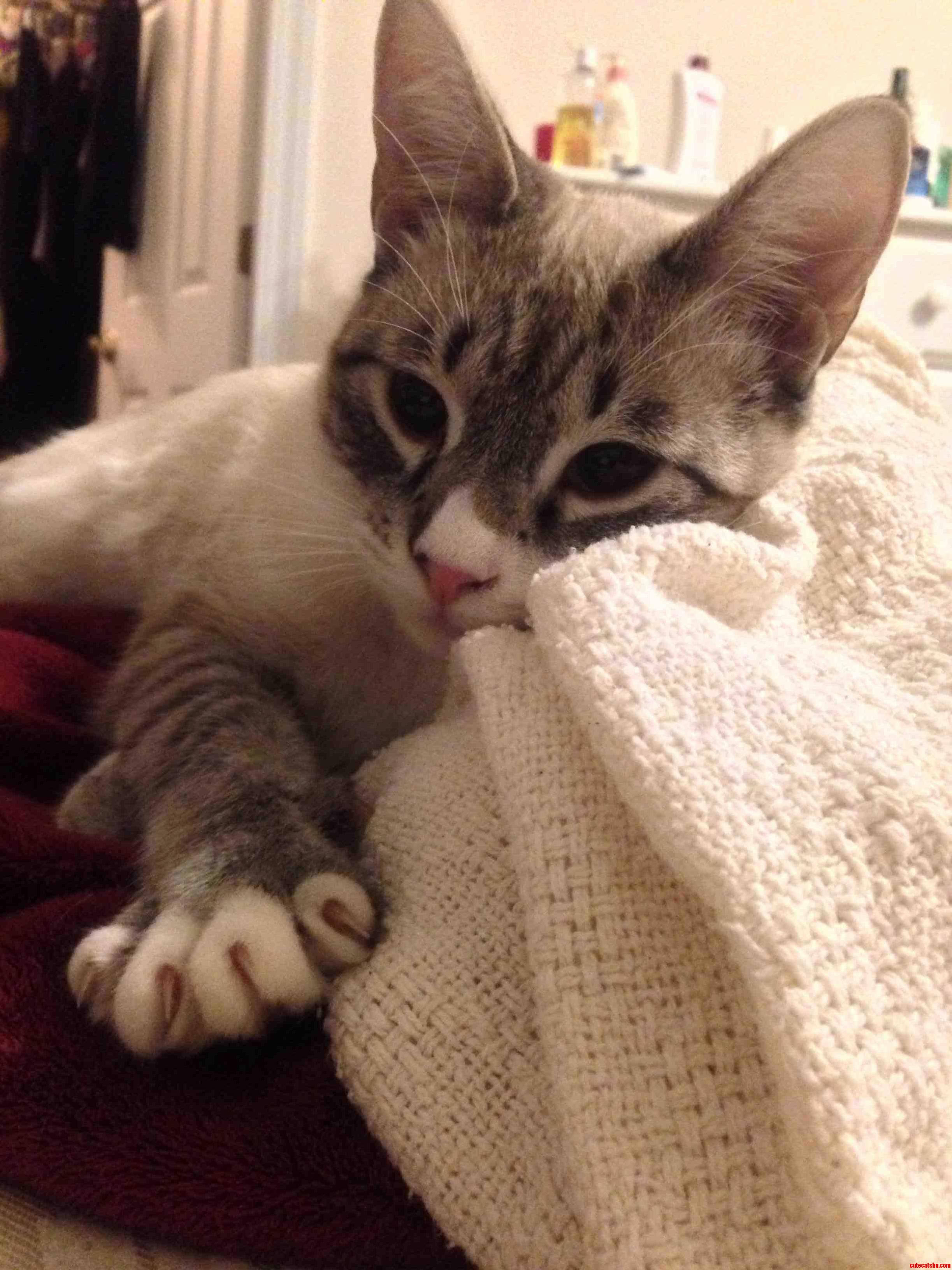 I Caught Biscuits Making Biscuits