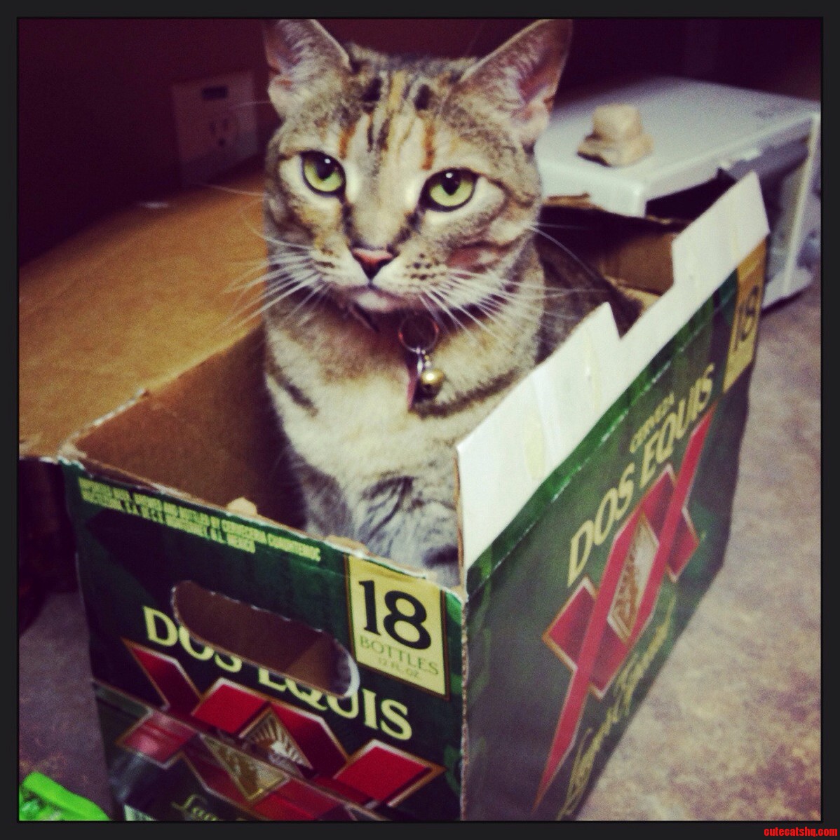 I Dont Always Sit in Beer Boxes but When I Do I Prefer Dos Equis.