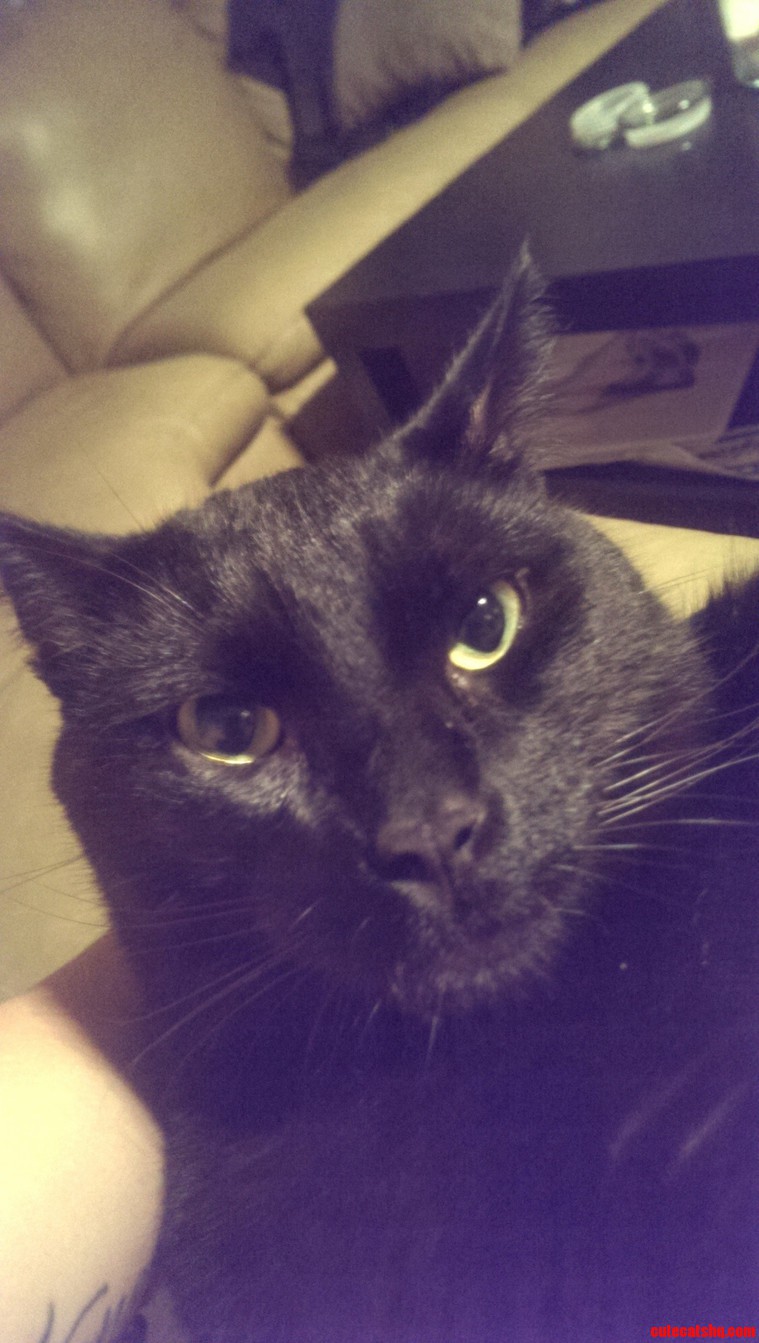 I Dont Think My Girlfriends Cat Likes Me