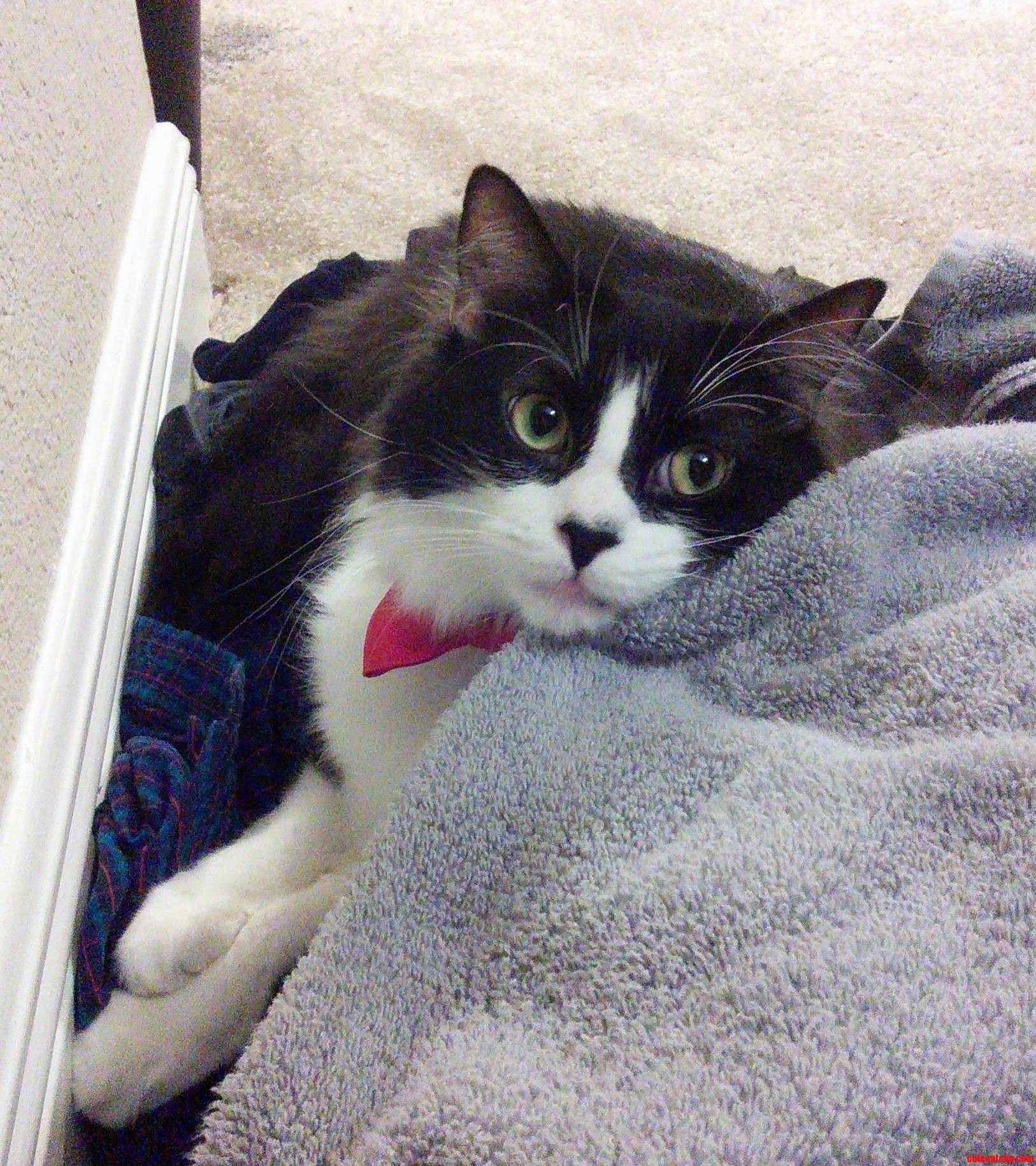 I Fall in Love with Him Every Day. Meet Bolin