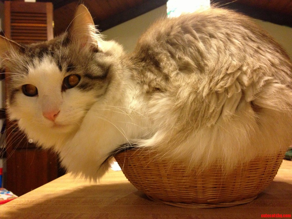 I Fit. What of It