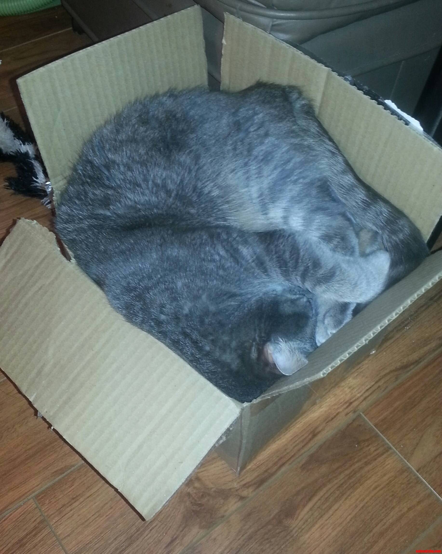 I Fits I Sleeps...