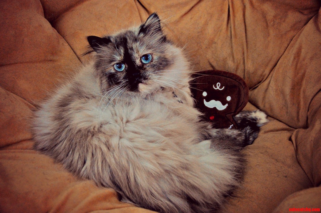 I Got My Himalayan a Mustached Gingerbread Man for Christmas.