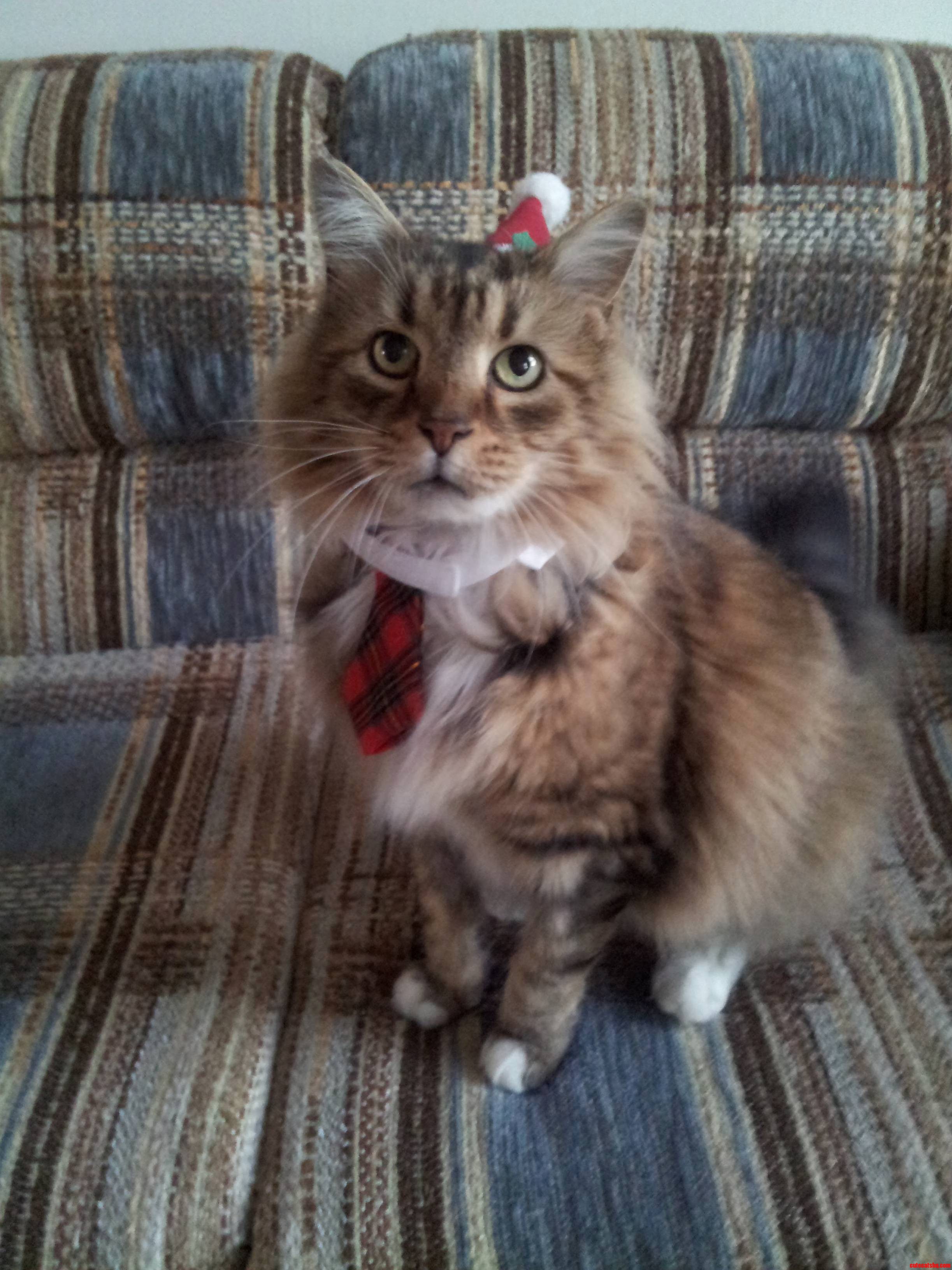 I Had to Coax Him with Cat Treats to Get a Good Picture.