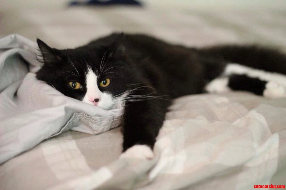 I Hated Cats... Then I Met My Milo.