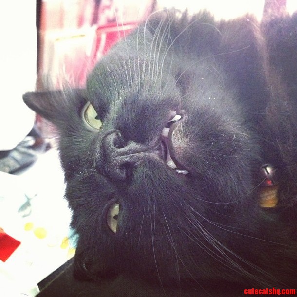 I Have a Feeling My Cat Would Not Take Good Selfies...