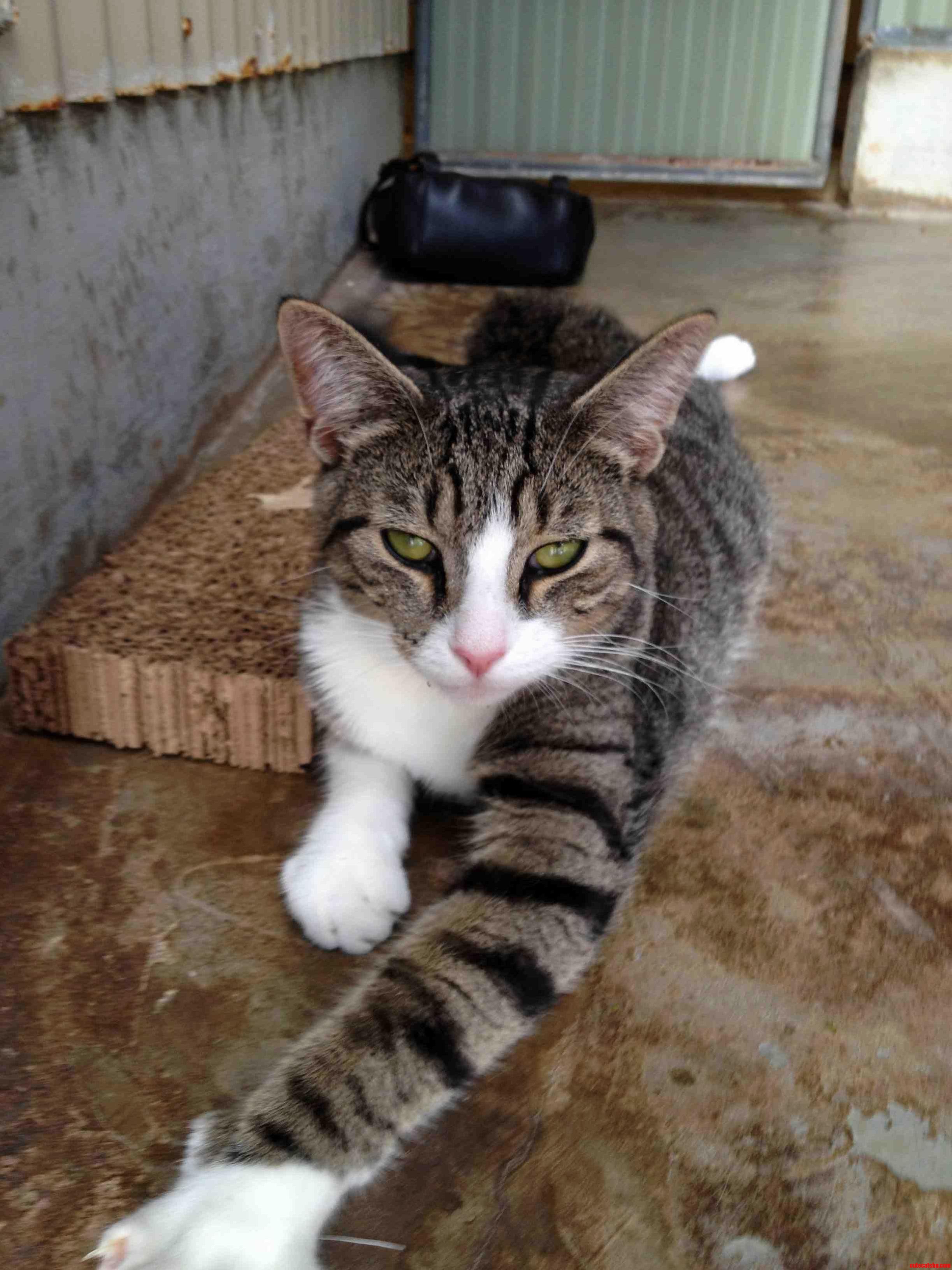 I Is a Handsome Boy