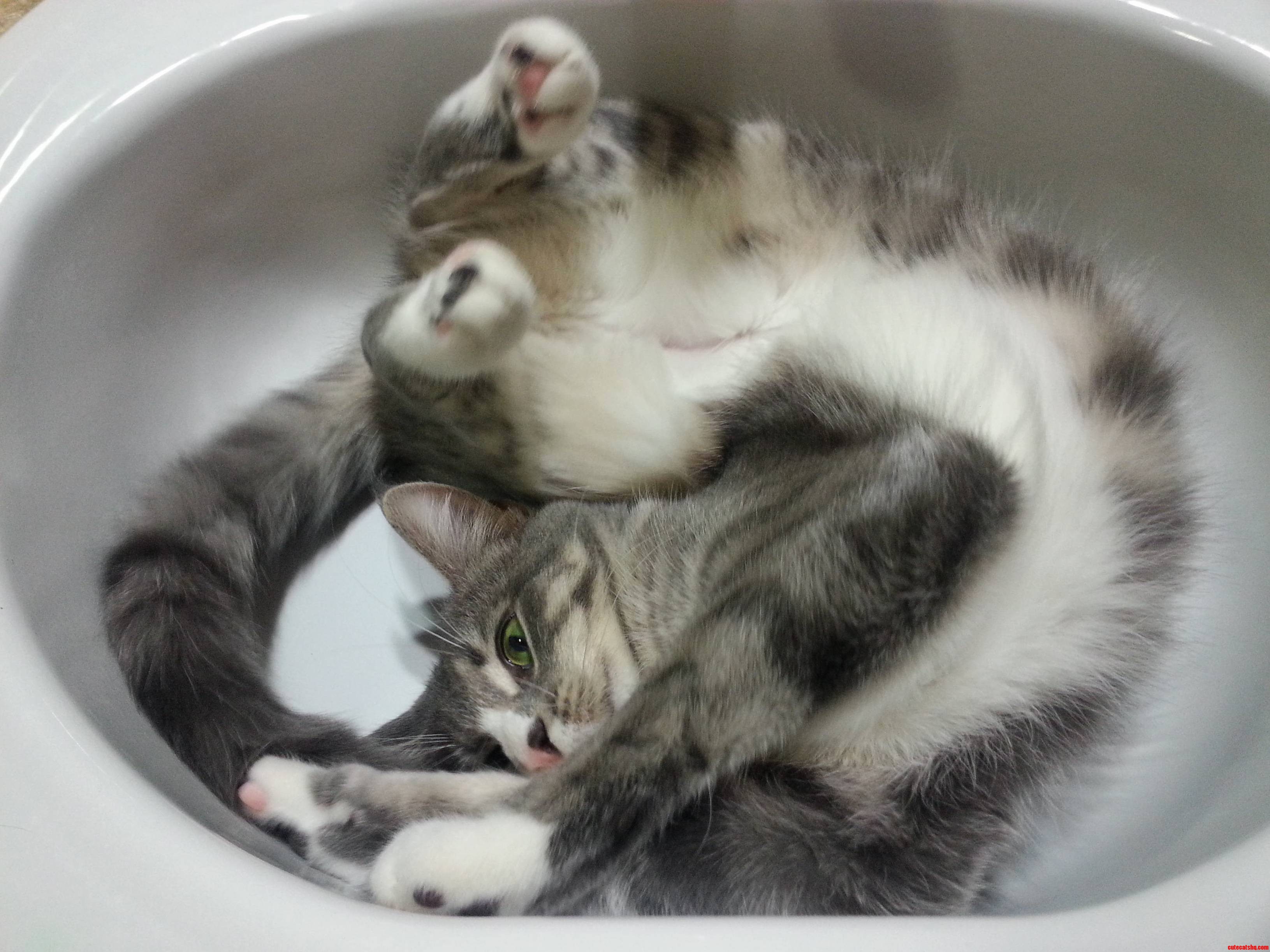 I Just Wanted to Brush My Teeth...