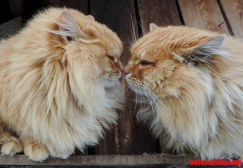 I Look Into Your Eyes As I Look in the Mirror Im Afraid of Losing My Reflection
