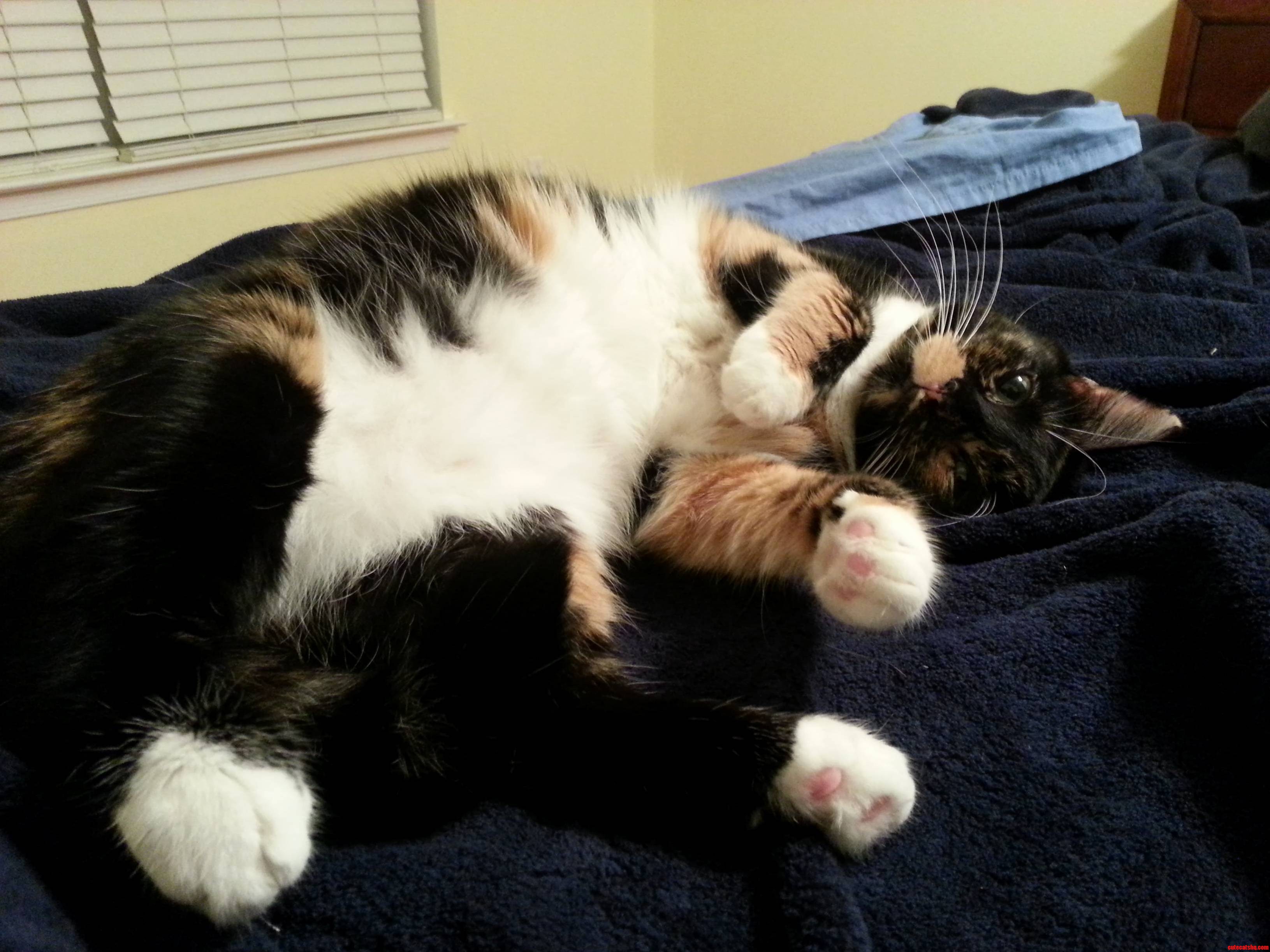 I Love Her Belly