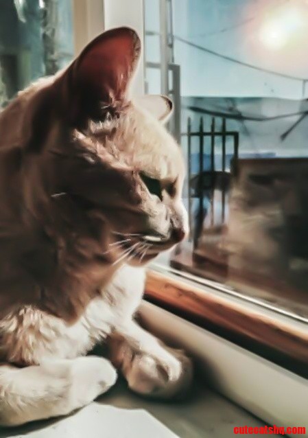 I Love You Mau.