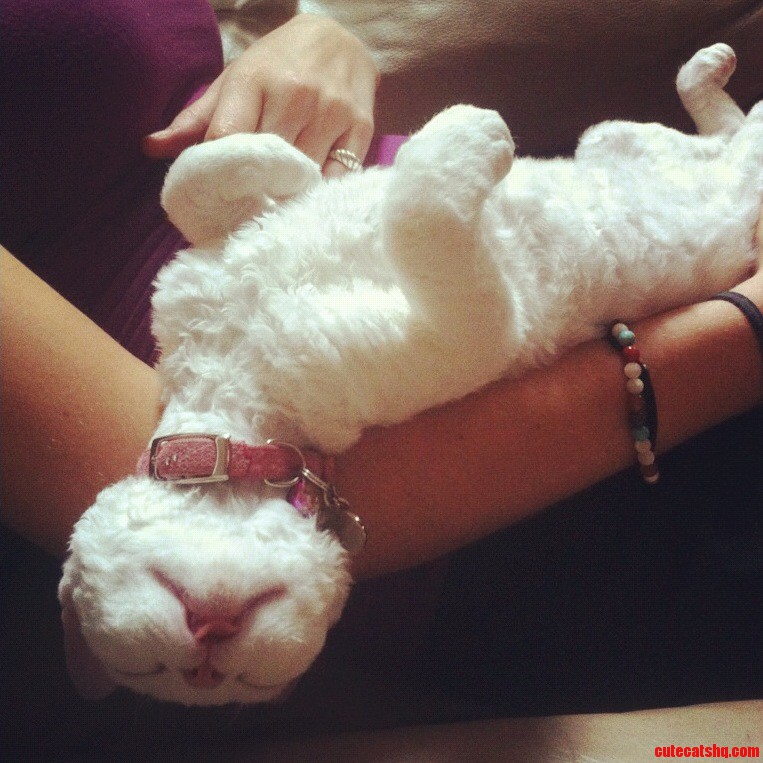 I Present My Devon Rex Kitten in the Deepest Sleep of Her Tiny Little Life.