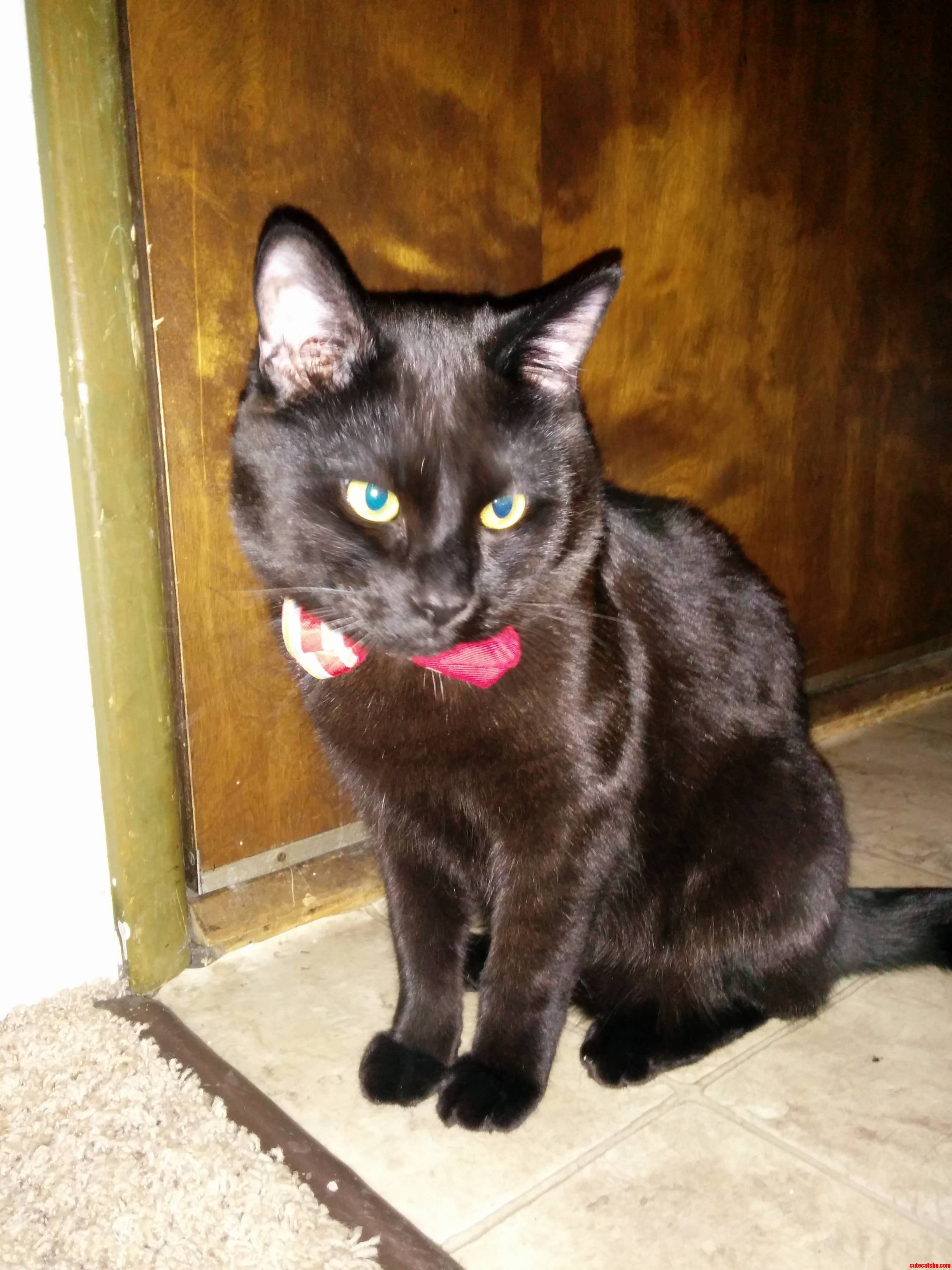 I Present Paul in His Christmas Bow Tie.