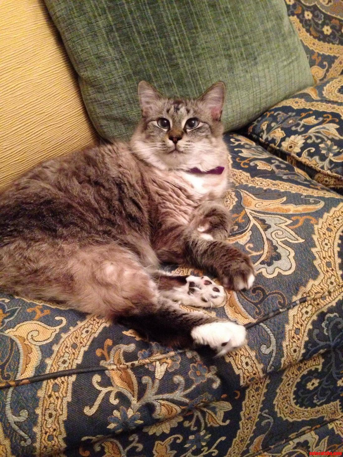 I Present Pecan Yes She Has a Tail Imgur Cropped It