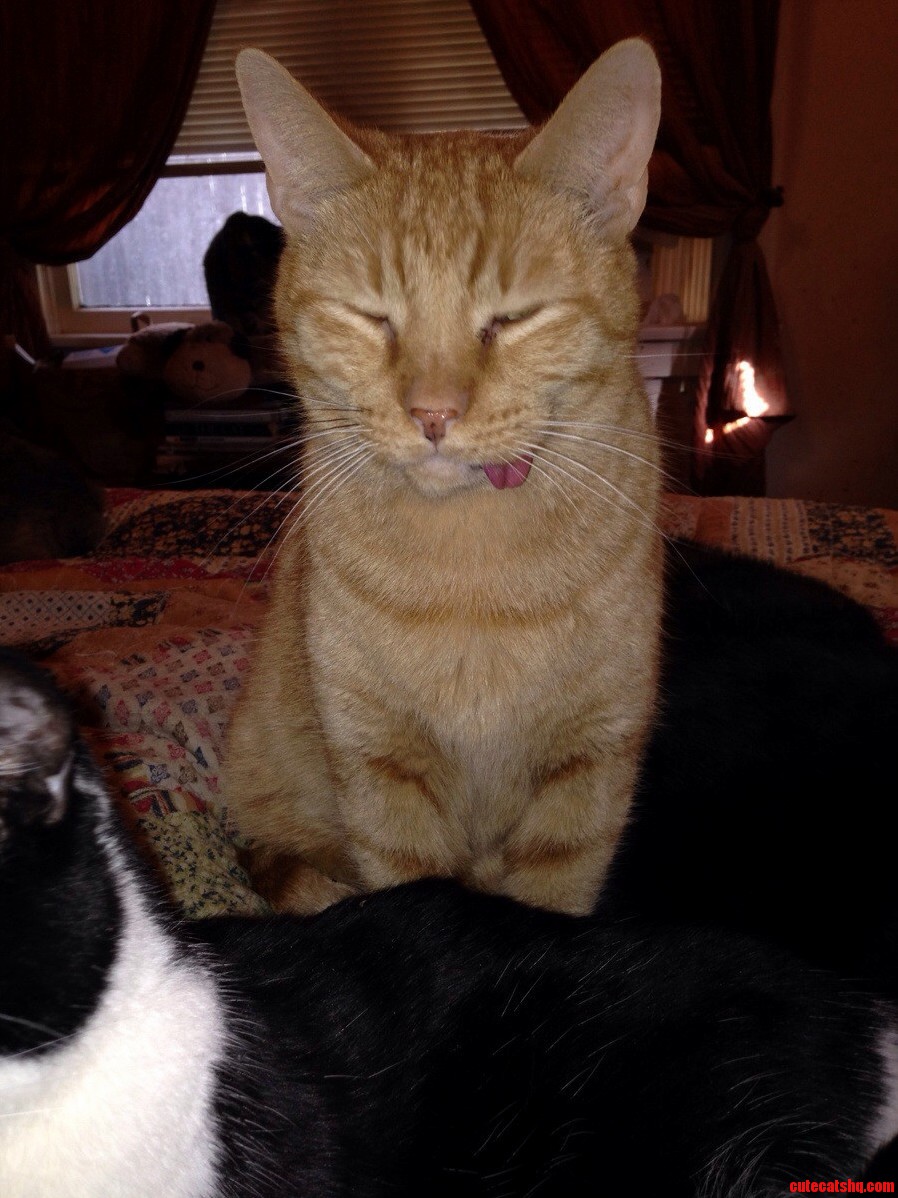 I Suspect My Cat May Be a Few Fries Short of a Happy Meal.