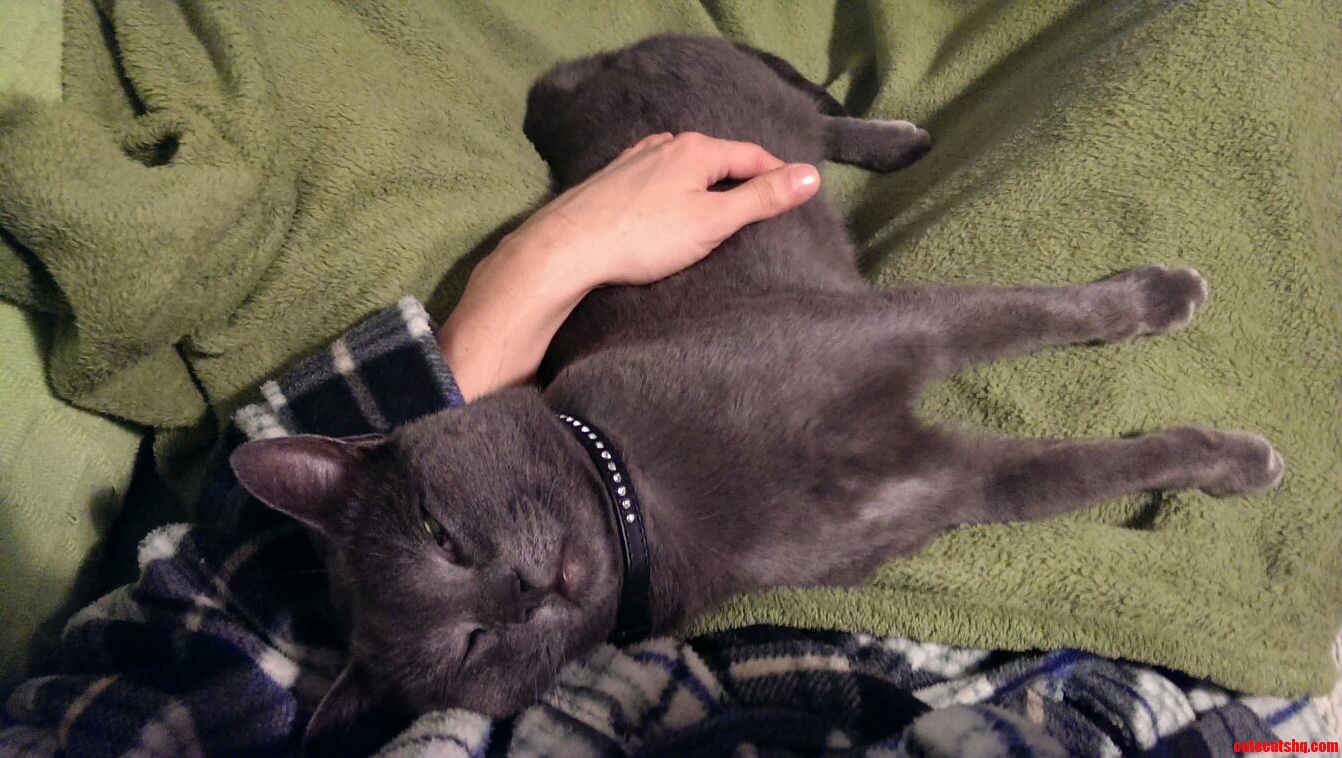 I Think Kitty Is Broken...