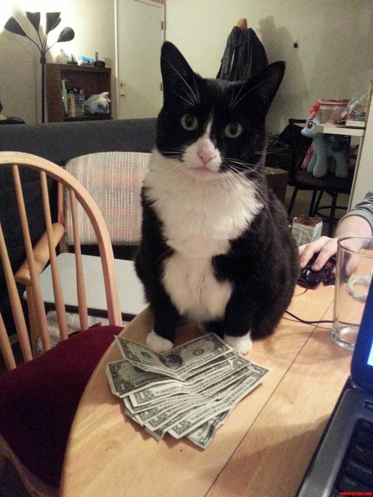 I Think My Cat Is Dealing Nip on the Side.