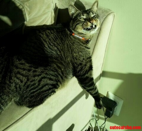 I Think My Cat Is Plotting Something Evil...