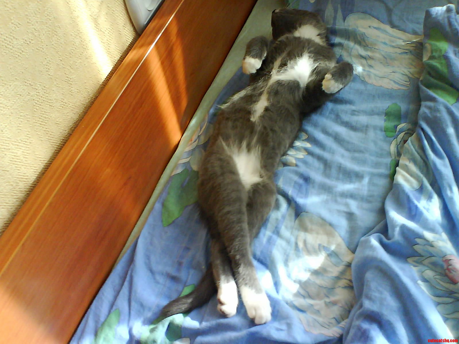 I Think My Cat Isnt Functioning Right