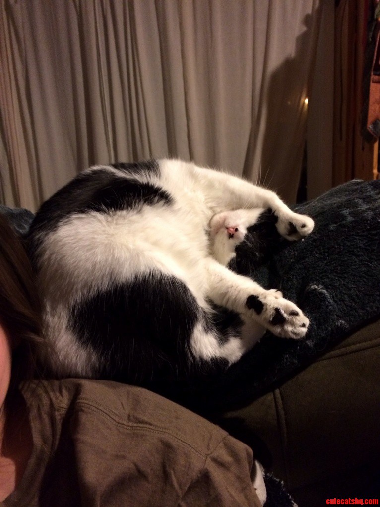 I Think My Cat Requires an Exorcism...