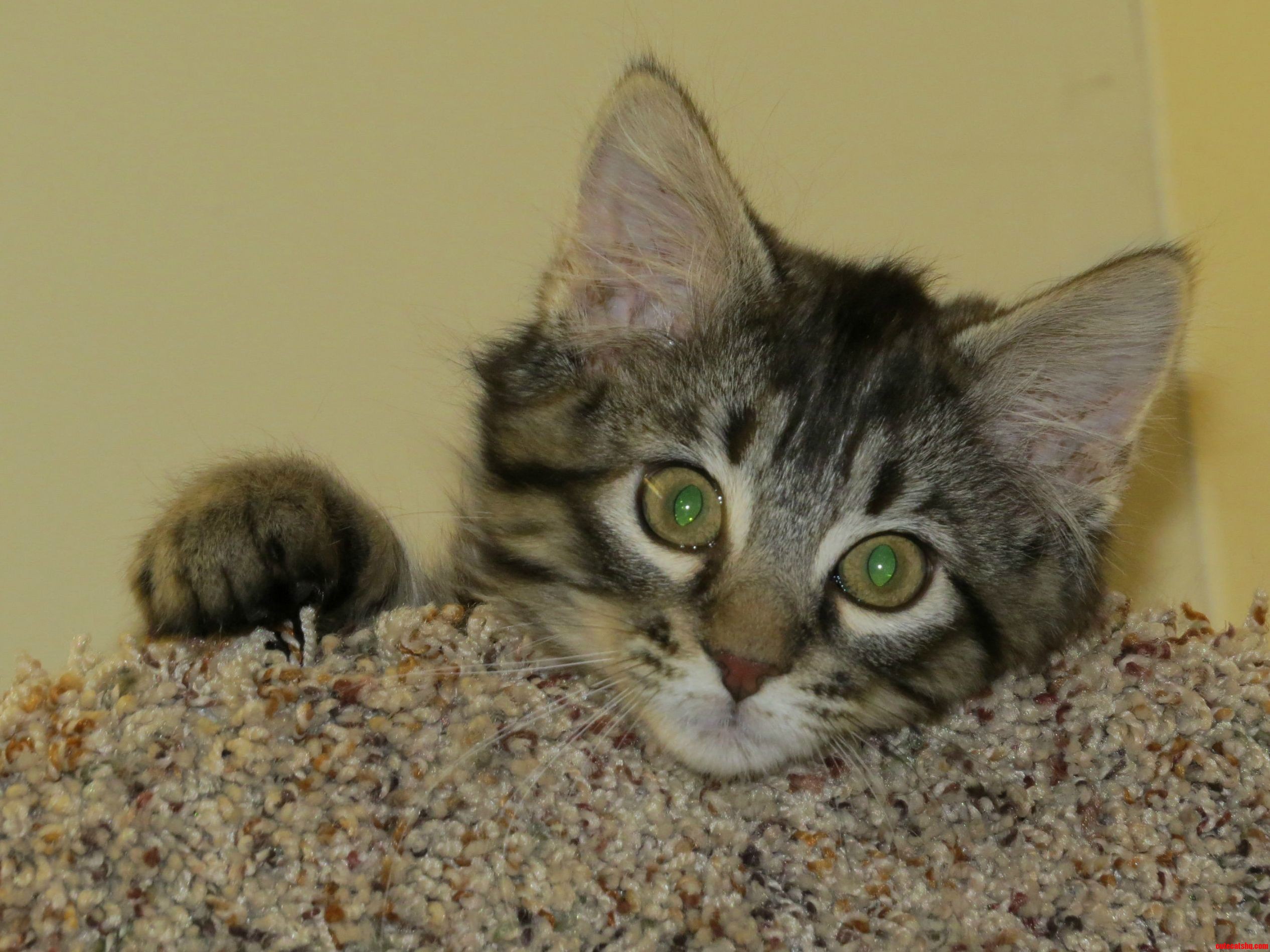 I Think My Kittens Pretty Damn Cute.