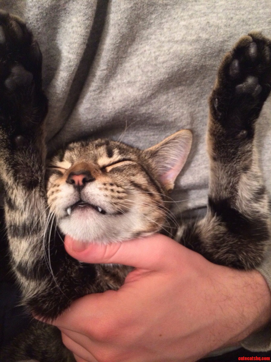 I Too Have a Vampire Cat